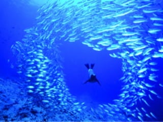 Marine photos