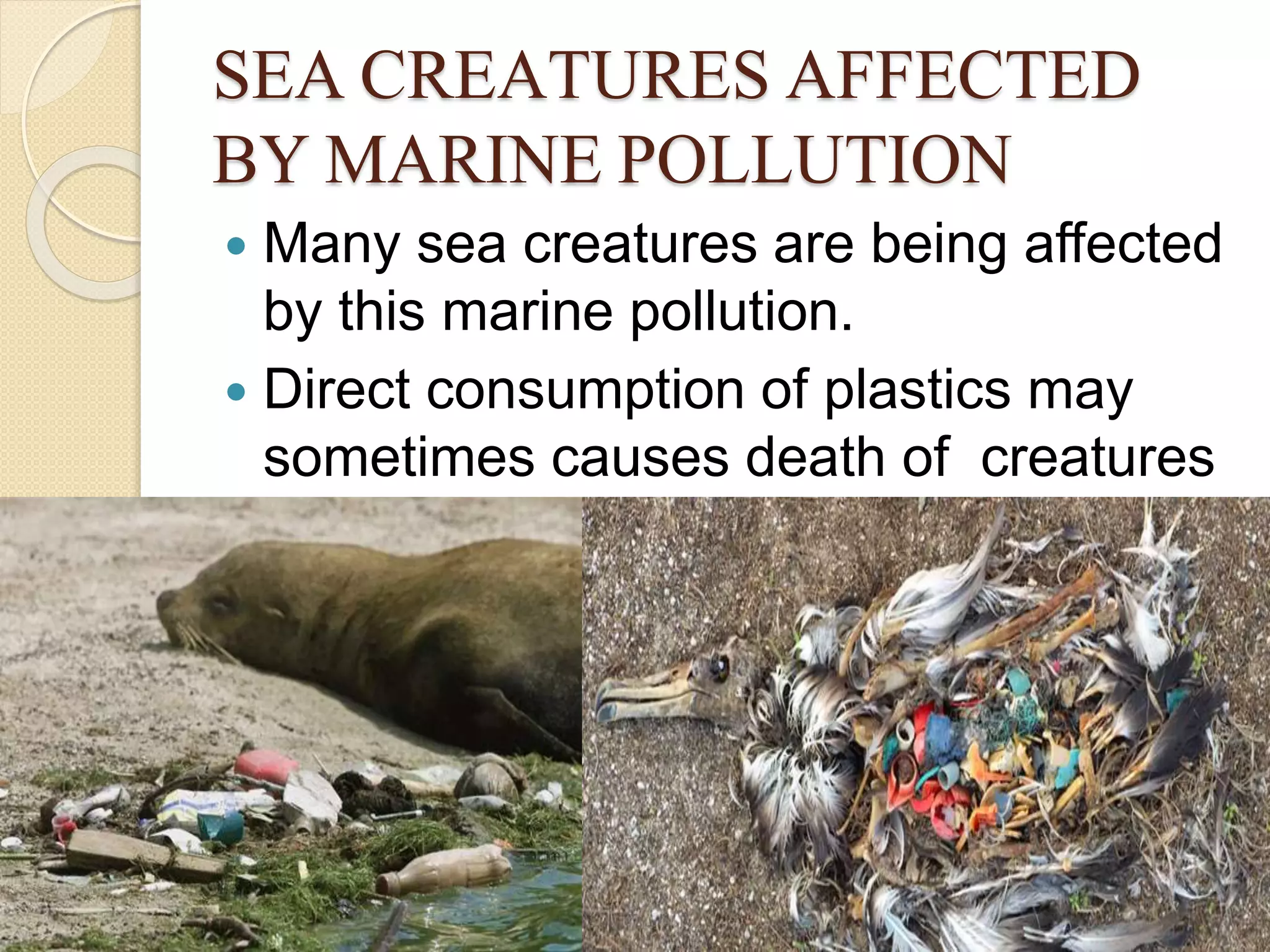 SEA CREATURES AFFECTED
BY MARINE POLLUTION
 Many sea creatures are being affected
by this marine pollution.
 Direct consumption of plastics may
sometimes causes death of creatures
 
