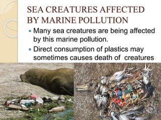 SEA CREATURES AFFECTED
BY MARINE POLLUTION
 Many sea creatures are being affected
by this marine pollution.
 Direct consumption of plastics may
sometimes causes death of creatures
 