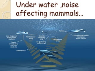 Under water ,noise
affecting mammals…
 