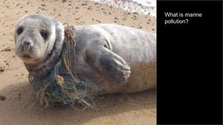 What is marine
pollution?
 