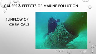 CAUSES & EFFECTS OF MARINE POLLUTION
1.INFLOW OF
CHEMICALS