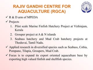 RAJIV GANDHI CENTRE FOR
AQUACULTURE (RGCA)
 R & D arm of MPEDA
 Projects
1. Pilot scale Marine Finfish Hatchery Project at Vizhinjam,
Kerala
2. Grouper project at A & N islands
3. Seabass hatchery and Mud Crab hatchery projects at
Thoduvai, Tamil Nadu.
 Applied research in diversified species such as Seabass, Cobia,
Pompano, Tilapia, Groupers, Mud Crab.
 Focus is to expand its export oriented aquaculture base by
exporting high valued finfish and shellfish species.
 