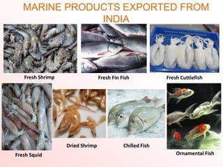 MARINE PRODUCTS EXPORTED FROM
INDIA
Fresh Shrimp Fresh Fin Fish Fresh Cuttlefish
Fresh Squid
Dried Shrimp Chilled Fish
Ornamental Fish
 