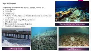 Impact on our Ecosystem:
Increasing impacts on the world's oceans, caused by
 Development
 Pollution
 Overfishing
 Natural events, strain the health of our coastal and marine
ecosystems.
 Decreased or damaged fish population
 Bleached corals
 Threatened or endangered species
 Limited job opportunities.
Damage coral reef ecosystem
Development Coral bleaching
 