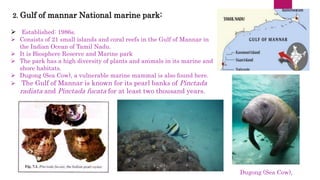 2. Gulf of mannar National marine park:
 Established: 1986s.
 Consists of 21 small islands and coral reefs in the Gulf of Mannar in
the Indian Ocean of Tamil Nadu.
 It is Biosphere Reserve and Marine park
 The park has a high diversity of plants and animals in its marine and
shore habitats.
 Dugong (Sea Cow), a vulnerable marine mammal is also found here.
 The Gulf of Mannar is known for its pearl banks of Pinctada
radiata and Pinctada fucata for at least two thousand years.
Dugong (Sea Cow),
 