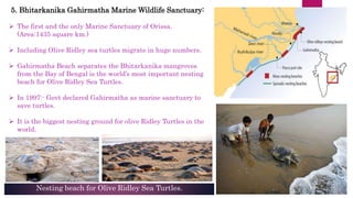5. Bhitarkanika Gahirmatha Marine Wildlife Sanctuary:
 The first and the only Marine Sanctuary of Orissa.
(Area:1435 square km.)
 Including Olive Ridley sea turtles migrate in huge numbers.
 Gahirmatha Beach separates the Bhitarkanika mangroves
from the Bay of Bengal is the world’s most important nesting
beach for Olive Ridley Sea Turtles.
 In 1997:- Govt declared Gahirmatha as marine sanctuary to
save turtles.
 It is the biggest nesting ground for olive Ridley Turtles in the
world.
Nesting beach for Olive Ridley Sea Turtles.
 