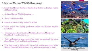 6. Malvan Marine Wildlife Sanctuary:
 Located in Malvan Taluka of Sindhudurg district in Konkan region
of Maharashtra.
 Malvan Marine Wildlife Sanctuary .
 Area: 29.12 square km.
 Rich in Salt that is why named as Malva.
 These corals are legally protected under the Malvan Marine
Sanctuary.
 Sea anemones, Pearl Oysters, Mollusks, Seaweed, Mangroves
Coral Reef. Found in this area.
 Note:-Maharashtra government last year has declared the area
along Thane Creek as Flamingo Sanctuary.
 This Sanctuary is Maharashtra’s second marine sanctuary after
Malvan (Marine) Wildlife Sanctuary which was declared in 1987.
 