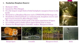 1. Sundarban Biosphere Reserve:
 Declared: 1989s
 Located in West Bangal.
 It is the largest single block of tidal halophytic mangrove forest in the
world.
 Declared as a Biosphere Reserve and a UNSCO World Heritage site.
 Sundarbans National Park is a national park, biosphere reserve and
tiger reserve located in West Bengal, India.
 The main attraction of this park is the dense population of tigers.
 It is wildlife park in India where tigers khown how to swim.
 Famous for Bengal tigers, Crocodile, snakes, Mangroves forest.
Bengal tigers Crocodile Mangroves forest Birds
 