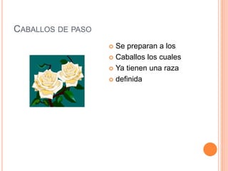CABALLOS DE PASO 
 Se preparan a los 
 Caballos los cuales 
 Ya tienen una raza 
 definida 
