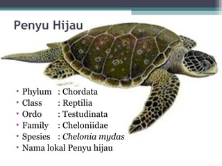 Penyu Hijau
• Phylum : Chordata
• Class : Reptilia
• Ordo : Testudinata
• Family : Cheloniidae
• Spesies : Chelonia mydas
• Nama lokal Penyu hijau
 