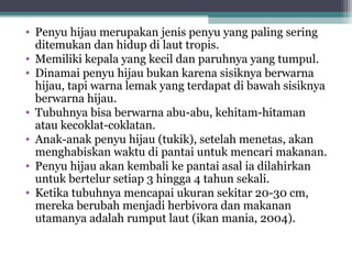 • Penyu hijau merupakan jenis penyu yang paling sering
ditemukan dan hidup di laut tropis.
• Memiliki kepala yang kecil dan paruhnya yang tumpul.
• Dinamai penyu hijau bukan karena sisiknya berwarna
hijau, tapi warna lemak yang terdapat di bawah sisiknya
berwarna hijau.
• Tubuhnya bisa berwarna abu-abu, kehitam-hitaman
atau kecoklat-coklatan.
• Anak-anak penyu hijau (tukik), setelah menetas, akan
menghabiskan waktu di pantai untuk mencari makanan.
• Penyu hijau akan kembali ke pantai asal ia dilahirkan
untuk bertelur setiap 3 hingga 4 tahun sekali.
• Ketika tubuhnya mencapai ukuran sekitar 20-30 cm,
mereka berubah menjadi herbivora dan makanan
utamanya adalah rumput laut (ikan mania, 2004).
 