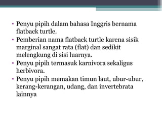 • Penyu pipih dalam bahasa Inggris bernama
flatback turtle.
• Pemberian nama flatback turtle karena sisik
marginal sangat rata (flat) dan sedikit
melengkung di sisi luarnya.
• Penyu pipih termasuk karnivora sekaligus
herbivora.
• Penyu pipih memakan timun laut, ubur-ubur,
kerang-kerangan, udang, dan invertebrata
lainnya
 