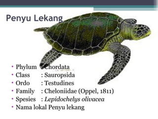 Penyu Lekang
• Phylum : Chordata
• Class : Sauropsida
• Ordo : Testudines
• Family : Cheloniidae (Oppel, 1811)
• Spesies : Lepidochelys olivacea
• Nama lokal Penyu lekang
 