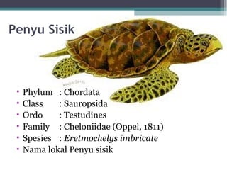 Penyu Sisik
• Phylum : Chordata
• Class : Sauropsida
• Ordo : Testudines
• Family : Cheloniidae (Oppel, 1811)
• Spesies : Eretmochelys imbricate
• Nama lokal Penyu sisik
 