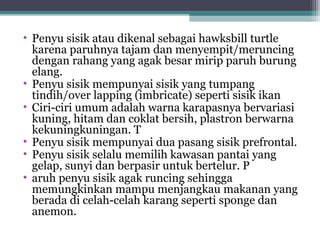 • Penyu sisik atau dikenal sebagai hawksbill turtle
karena paruhnya tajam dan menyempit/meruncing
dengan rahang yang agak besar mirip paruh burung
elang.
• Penyu sisik mempunyai sisik yang tumpang
tindih/over lapping (imbricate) seperti sisik ikan
• Ciri-ciri umum adalah warna karapasnya bervariasi
kuning, hitam dan coklat bersih, plastron berwarna
kekuningkuningan. T
• Penyu sisik mempunyai dua pasang sisik prefrontal.
• Penyu sisik selalu memilih kawasan pantai yang
gelap, sunyi dan berpasir untuk bertelur. P
• aruh penyu sisik agak runcing sehingga
memungkinkan mampu menjangkau makanan yang
berada di celah-celah karang seperti sponge dan
anemon.
 