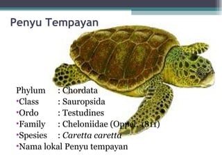 Penyu Tempayan
Phylum : Chordata
•Class : Sauropsida
•Ordo : Testudines
•Family : Cheloniidae (Oppel, 1811)
•Spesies : Caretta caretta
•Nama lokal Penyu tempayan
 