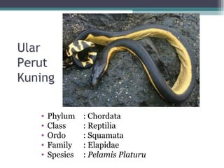 Ular
Perut
Kuning
• Phylum : Chordata
• Class : Reptilia
• Ordo : Squamata
• Family : Elapidae
• Spesies : Pelamis Platuru
 