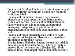 • Iguana laut (Amblyrhinchus cristatus) mempunyai
ciri warna tubuh yang hitam kelabu dan memiliki
kulit yang tebal.
• Iguana laut ini mencari makan dengan cara
menyelam ke dasar perairan dan hanya makan
gulma laut karena iguana laut adalah herbivora.
• Cakar yang tajam dan moncong yang tumpul
merupakan adaptasi iguana laut untuk
mencengkeram batuan pada saat memakan gulma
laut.
• Iguana laut biasa menghabiskan waktu di pagi
harinya untuk berjemur dibawah sinar matahari
untuk mengumpulkan panas.
• Hal itu harus dilakukan karena iguana laut adalah
binatang yang berdarah dingin, sehingga apabila
mereka tidak melakukannya (berjemur), tubuh
mereka tidak akan dapat melakukan metabolisme.
 