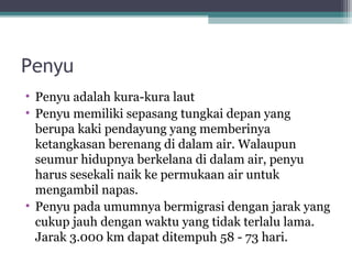 Penyu
• Penyu adalah kura-kura laut
• Penyu memiliki sepasang tungkai depan yang
berupa kaki pendayung yang memberinya
ketangkasan berenang di dalam air. Walaupun
seumur hidupnya berkelana di dalam air, penyu
harus sesekali naik ke permukaan air untuk
mengambil napas.
• Penyu pada umumnya bermigrasi dengan jarak yang
cukup jauh dengan waktu yang tidak terlalu lama.
Jarak 3.000 km dapat ditempuh 58 - 73 hari.
 