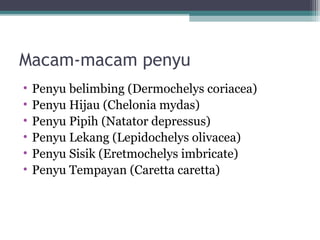 Macam-macam penyu
• Penyu belimbing (Dermochelys coriacea)
• Penyu Hijau (Chelonia mydas)
• Penyu Pipih (Natator depressus)
• Penyu Lekang (Lepidochelys olivacea)
• Penyu Sisik (Eretmochelys imbricate)
• Penyu Tempayan (Caretta caretta)
 