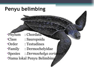 Penyu belimbing
•Phylum : Chordata
•Class : Sauropsida
•Order : Testudines
•Family : Dermochelyidae
•Spesies : Dermochelys coriacea
•Nama lokal Penyu Belimbing
 