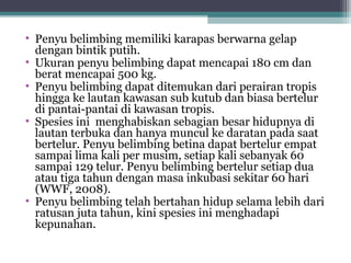 • Penyu belimbing memiliki karapas berwarna gelap
dengan bintik putih.
• Ukuran penyu belimbing dapat mencapai 180 cm dan
berat mencapai 500 kg.
• Penyu belimbing dapat ditemukan dari perairan tropis
hingga ke lautan kawasan sub kutub dan biasa bertelur
di pantai-pantai di kawasan tropis.
• Spesies ini menghabiskan sebagian besar hidupnya di
lautan terbuka dan hanya muncul ke daratan pada saat
bertelur. Penyu belimbing betina dapat bertelur empat
sampai lima kali per musim, setiap kali sebanyak 60
sampai 129 telur. Penyu belimbing bertelur setiap dua
atau tiga tahun dengan masa inkubasi sekitar 60 hari
(WWF, 2008).
• Penyu belimbing telah bertahan hidup selama lebih dari
ratusan juta tahun, kini spesies ini menghadapi
kepunahan.
 