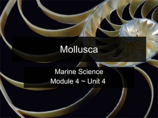 Mollusca Marine Science Module 4 ~ Unit 4  