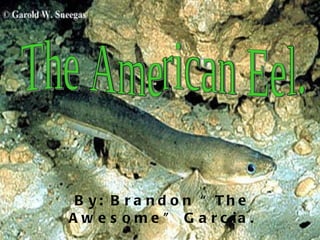 By: Brandon “The Awesome” Garcia. The American Eel. 
