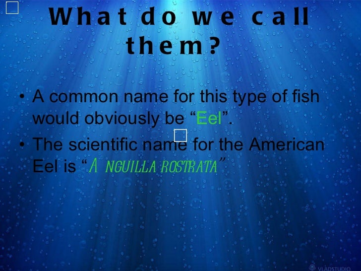 Marine science project