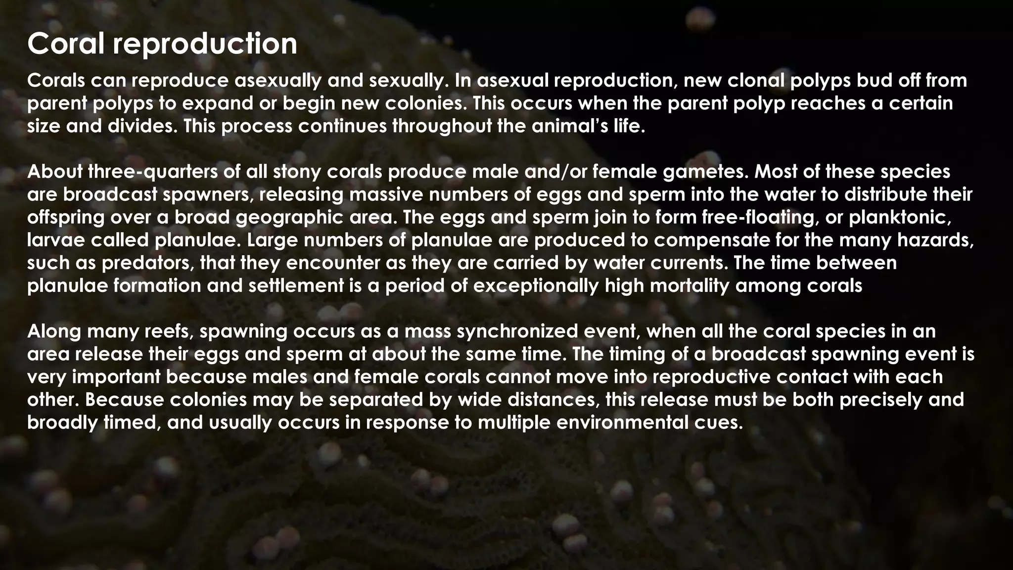 Coral reproduction
Corals can reproduce asexually and sexually. In asexual reproduction, new clonal polyps bud off from
parent polyps to expand or begin new colonies. This occurs when the parent polyp reaches a certain
size and divides. This process continues throughout the animal’s life.
About three-quarters of all stony corals produce male and/or female gametes. Most of these species
are broadcast spawners, releasing massive numbers of eggs and sperm into the water to distribute their
offspring over a broad geographic area. The eggs and sperm join to form free-floating, or planktonic,
larvae called planulae. Large numbers of planulae are produced to compensate for the many hazards,
such as predators, that they encounter as they are carried by water currents. The time between
planulae formation and settlement is a period of exceptionally high mortality among corals
Along many reefs, spawning occurs as a mass synchronized event, when all the coral species in an
area release their eggs and sperm at about the same time. The timing of a broadcast spawning event is
very important because males and female corals cannot move into reproductive contact with each
other. Because colonies may be separated by wide distances, this release must be both precisely and
broadly timed, and usually occurs in response to multiple environmental cues.
 
