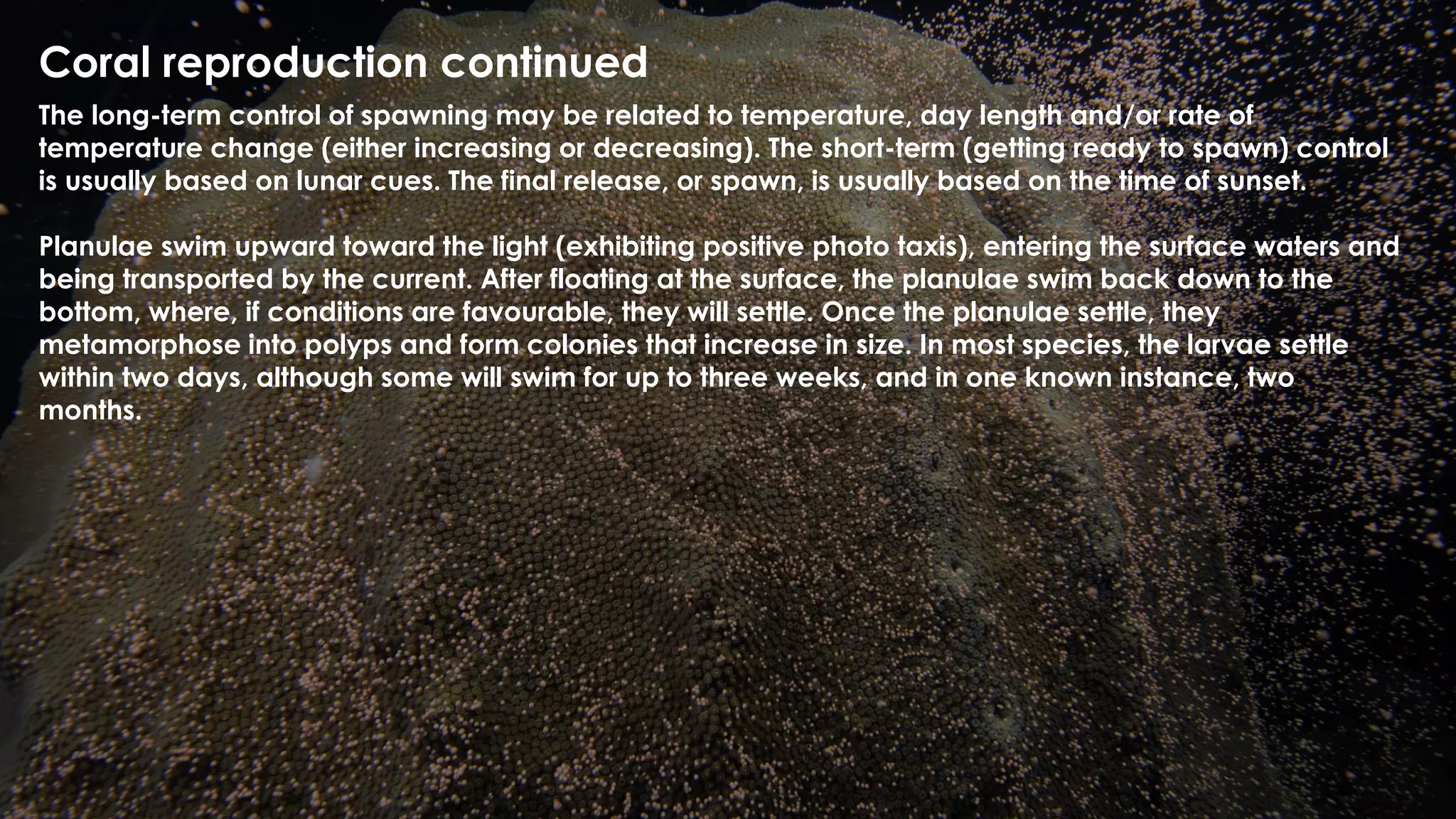 Coral reproduction continued
The long-term control of spawning may be related to temperature, day length and/or rate of
temperature change (either increasing or decreasing). The short-term (getting ready to spawn) control
is usually based on lunar cues. The final release, or spawn, is usually based on the time of sunset.
Planulae swim upward toward the light (exhibiting positive photo taxis), entering the surface waters and
being transported by the current. After floating at the surface, the planulae swim back down to the
bottom, where, if conditions are favourable, they will settle. Once the planulae settle, they
metamorphose into polyps and form colonies that increase in size. In most species, the larvae settle
within two days, although some will swim for up to three weeks, and in one known instance, two
months.
 