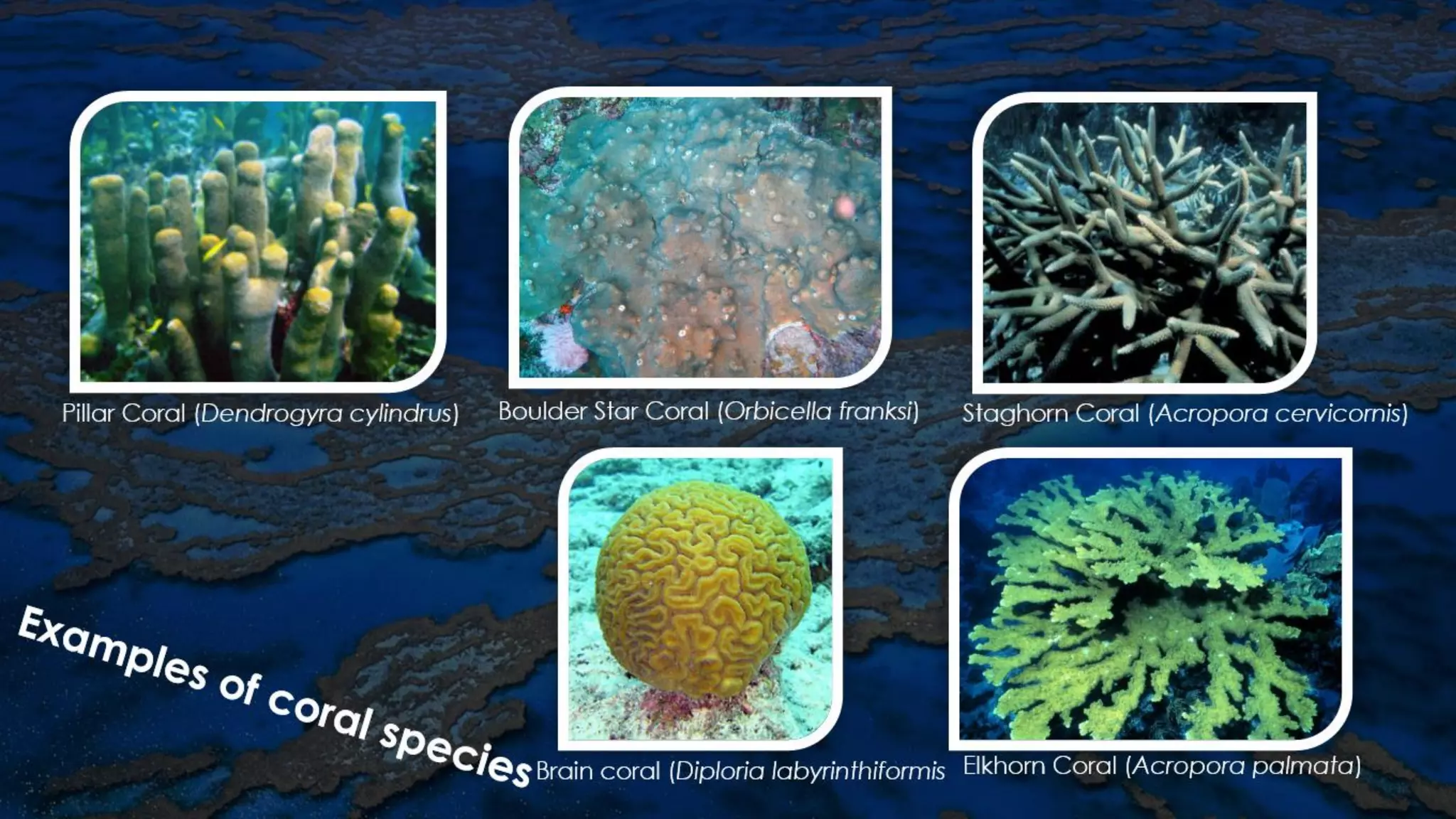 Examples of coral species
 
