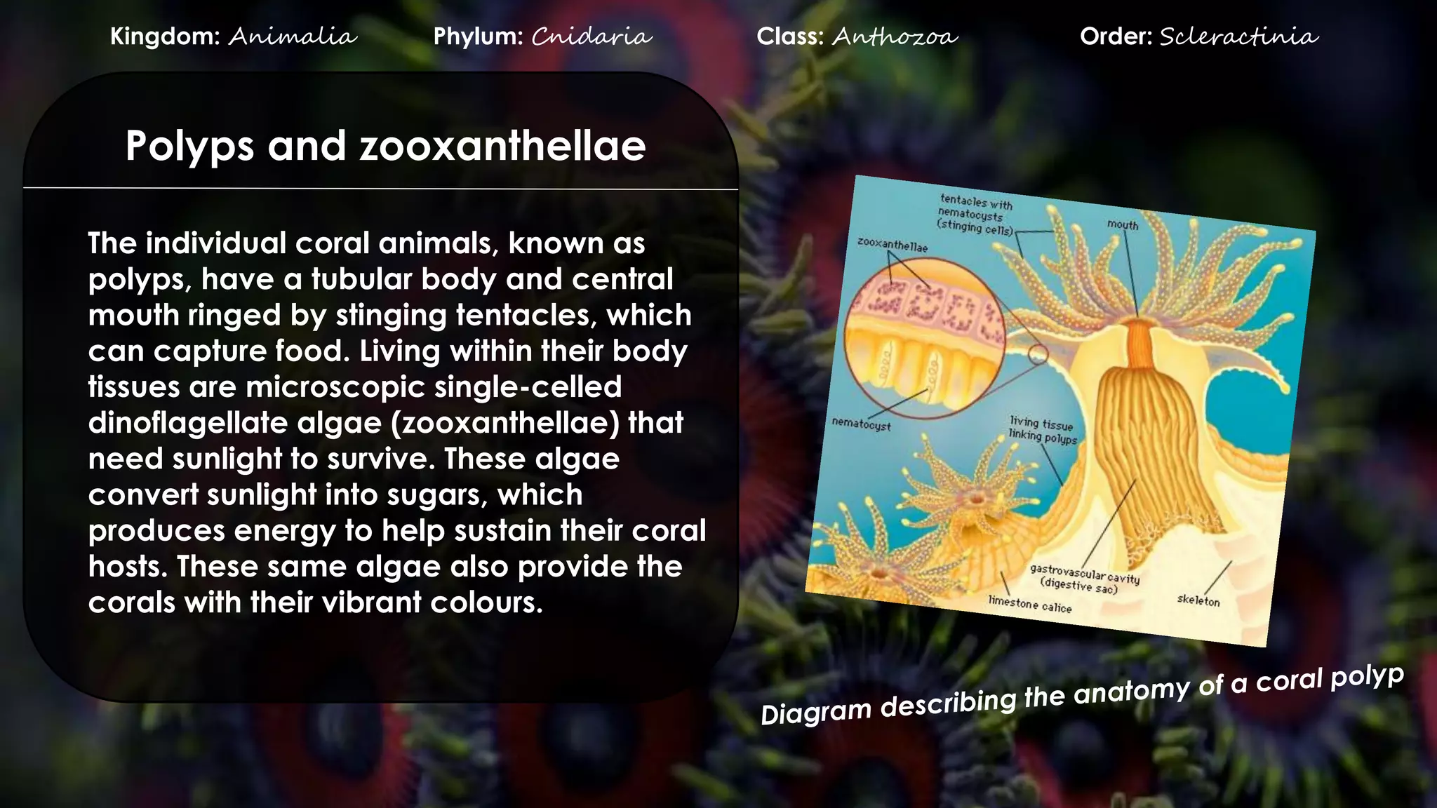 The individual coral animals, known as
polyps, have a tubular body and central
mouth ringed by stinging tentacles, which
can capture food. Living within their body
tissues are microscopic single-celled
dinoflagellate algae (zooxanthellae) that
need sunlight to survive. These algae
convert sunlight into sugars, which
produces energy to help sustain their coral
hosts. These same algae also provide the
corals with their vibrant colours.
Polyps and zooxanthellae
Kingdom: Animalia Phylum: Cnidaria Class: Anthozoa Order: Scleractinia
 