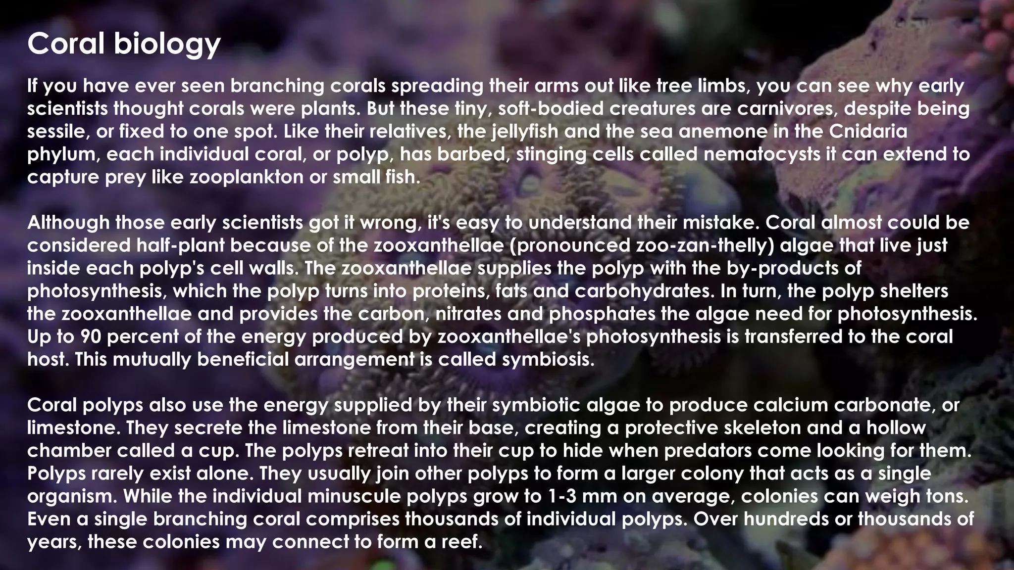 Coral biology
If you have ever seen branching corals spreading their arms out like tree limbs, you can see why early
scientists thought corals were plants. But these tiny, soft-bodied creatures are carnivores, despite being
sessile, or fixed to one spot. Like their relatives, the jellyfish and the sea anemone in the Cnidaria
phylum, each individual coral, or polyp, has barbed, stinging cells called nematocysts it can extend to
capture prey like zooplankton or small fish.
Although those early scientists got it wrong, it's easy to understand their mistake. Coral almost could be
considered half-plant because of the zooxanthellae (pronounced zoo-zan-thelly) algae that live just
inside each polyp's cell walls. The zooxanthellae supplies the polyp with the by-products of
photosynthesis, which the polyp turns into proteins, fats and carbohydrates. In turn, the polyp shelters
the zooxanthellae and provides the carbon, nitrates and phosphates the algae need for photosynthesis.
Up to 90 percent of the energy produced by zooxanthellae's photosynthesis is transferred to the coral
host. This mutually beneficial arrangement is called symbiosis.
Coral polyps also use the energy supplied by their symbiotic algae to produce calcium carbonate, or
limestone. They secrete the limestone from their base, creating a protective skeleton and a hollow
chamber called a cup. The polyps retreat into their cup to hide when predators come looking for them.
Polyps rarely exist alone. They usually join other polyps to form a larger colony that acts as a single
organism. While the individual minuscule polyps grow to 1-3 mm on average, colonies can weigh tons.
Even a single branching coral comprises thousands of individual polyps. Over hundreds or thousands of
years, these colonies may connect to form a reef.
 