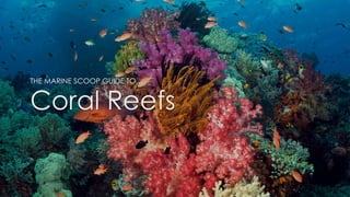 Coral Reefs
THE MARINE SCOOP GUIDE TO…
 