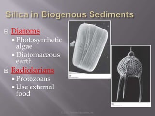    Diatoms
     Photosynthetic
      algae
     Diatomaceous
      earth
   Radiolarians
     Protozoans
     Use external
      food

                     © 2011 Pearson Education, Inc.
 