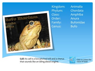 Kingdom: Animalia
Phylum: Chordata
Class: Amphiba
Order: Anura
Family: Bufonidae
Genus: Bufo
Click to Listen the
voice of toad
Call: Its call is a low-pitched trill and a chorus
that sounds like an idling diesel engine.
 