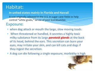 when dog attack or mouth the large, slow moving toads.
When threatened or handled, it secretes a highly toxic
milky substance from its large parotoid glands at the back
of its head, behind the ears. This secretion can burn your
eyes, may irritate your skin, and can kill cats and dogs if
they ingest the secretion.
A dog can die following a single exposure, morbidity is high
Habitat:
Exposure:
In united states mainly in Florida and Hawaii
It was originally released in the U.S. in sugar cane fields to help
control “white grubs,” larvae of pest Scarabaeidae.
 