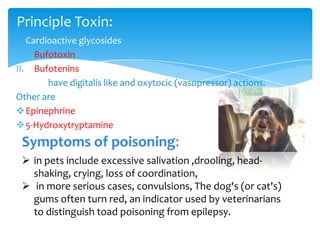 Cardioactive glycosides
I. Bufotoxin
II. Bufotenins
have digitalis like and oxytocic (vasopressor) actions.
Other are
Epinephrine
5-Hydroxytryptamine
Principle Toxin:
 in pets include excessive salivation ,drooling, head-
shaking, crying, loss of coordination,
 in more serious cases, convulsions, The dog's (or cat's)
gums often turn red, an indicator used by veterinarians
to distinguish toad poisoning from epilepsy.
Symptoms of poisoning:
 