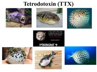 Tetrodotoxin (TTX)
 