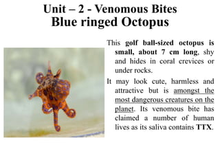Unit – 2 - Venomous Bites
This golf ball-sized octopus is
small, about 7 cm long, shy
and hides in coral crevices or
under rocks.
It may look cute, harmless and
attractive but is amongst the
most dangerous creatures on the
planet. Its venomous bite has
claimed a number of human
lives as its saliva contains TTX.
Blue ringed Octopus
 