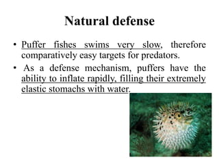 Natural defense
• Puffer fishes swims very slow, therefore
comparatively easy targets for predators.
• As a defense mechanism, puffers have the
ability to inflate rapidly, filling their extremely
elastic stomachs with water.
 