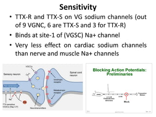 Sensitivity
• TTX-R and TTX-S on VG sodium channels (out
of 9 VGNC, 6 are TTX-S and 3 for TTX-R)
• Binds at site-1 of (VGSC) Na+ channel
• Very less effect on cardiac sodium channels
than nerve and muscle Na+ channels
 