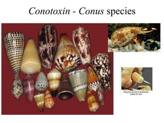 Conotoxin - Conus species
 