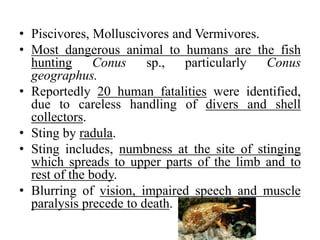 • Piscivores, Molluscivores and Vermivores.
• Most dangerous animal to humans are the fish
hunting Conus sp., particularly Conus
geographus.
• Reportedly 20 human fatalities were identified,
due to careless handling of divers and shell
collectors.
• Sting by radula.
• Sting includes, numbness at the site of stinging
which spreads to upper parts of the limb and to
rest of the body.
• Blurring of vision, impaired speech and muscle
paralysis precede to death.
 