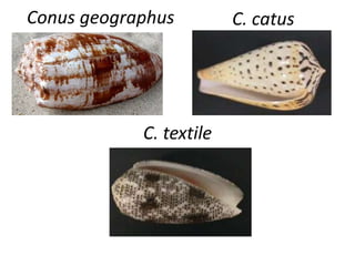 Conus geographus C. catus
C. textile
 