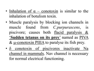 • Inhalation of α – conotoxin is similar to the
inhalation of botulism toxin.
• Muscle paralysis by blocking ion channels in
muscle found from C.purpurascens, is
piscivore; causes both flacid paralysis &
‘Sudden tetanus on its prey’ named as PIVA
& -conotoxin PIIIA to paralyse its fish prey.
•  conotoxin of piscivores inactivate Na
channel in mammals. Nav channel is necessary
for normal electrical functioning.
 