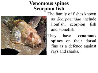 Venomous spines
The family of fishes known
as Scorpaenidae include
lionfish, scorpion fish
and stonefish.
They have venomous
spines on their dorsal
fins as a defence against
rays and sharks.
Scorpion fish
 