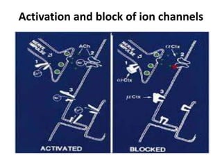 Activation and block of ion channels
 